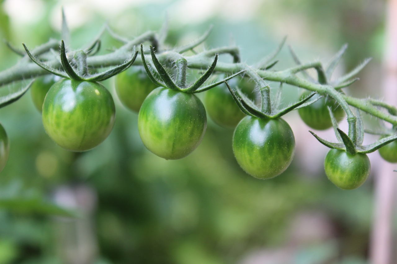 fried green tomatos